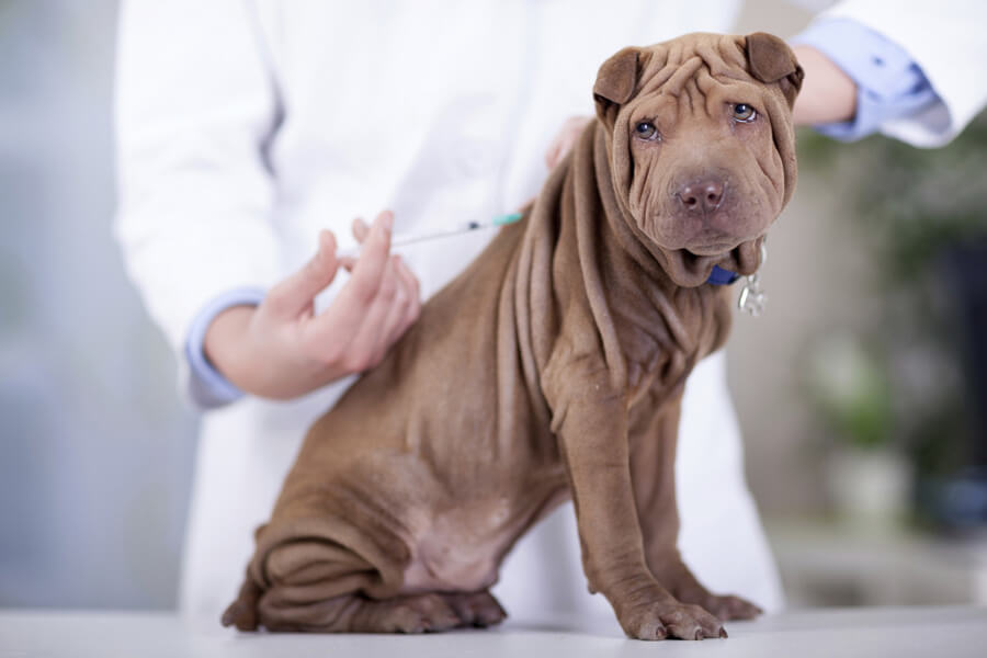 dog being vaccinated