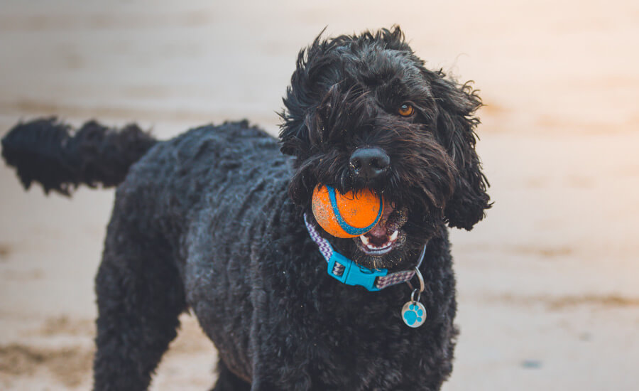 Black do wearing collar and ID tag