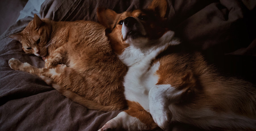 cat and dog