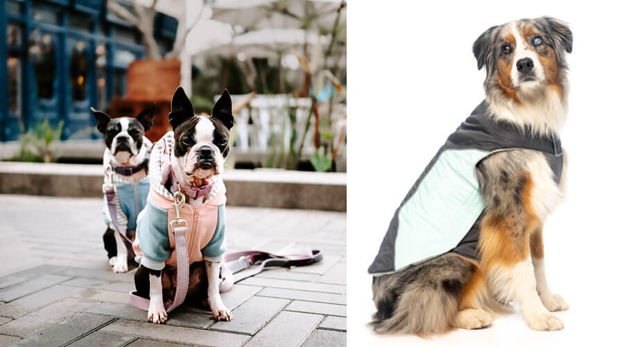 keeping pets safe in winter doggy jackets