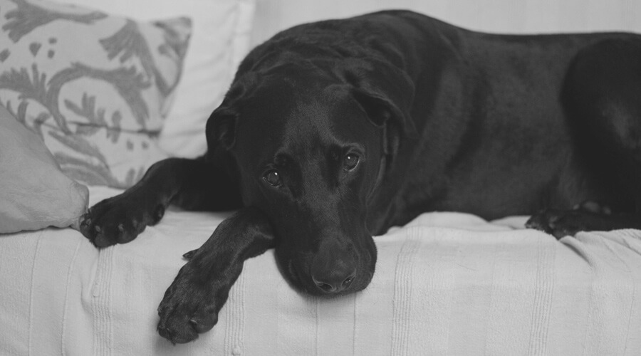 Black labrador