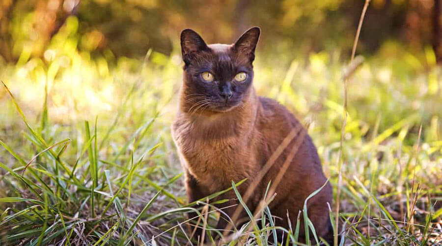 Burmese cat, high risk of diabetes