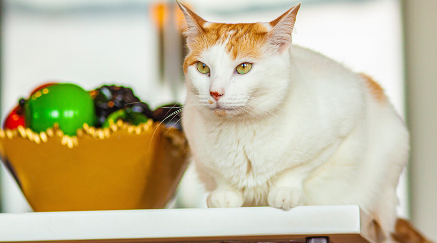 cats and diets to prevent diabetes