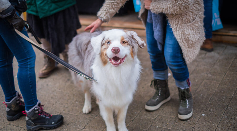 Dog being patted