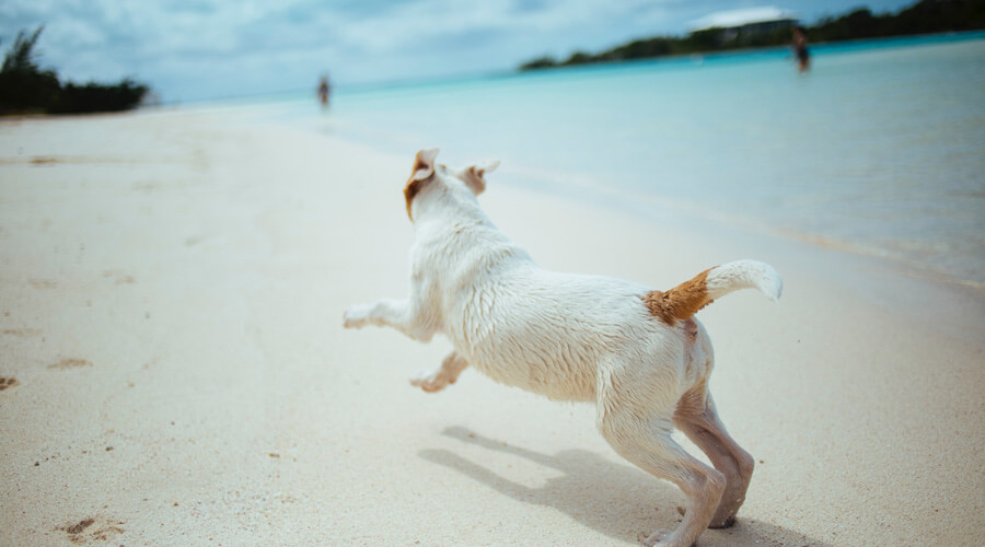 active dog on beach. diabetes prevention