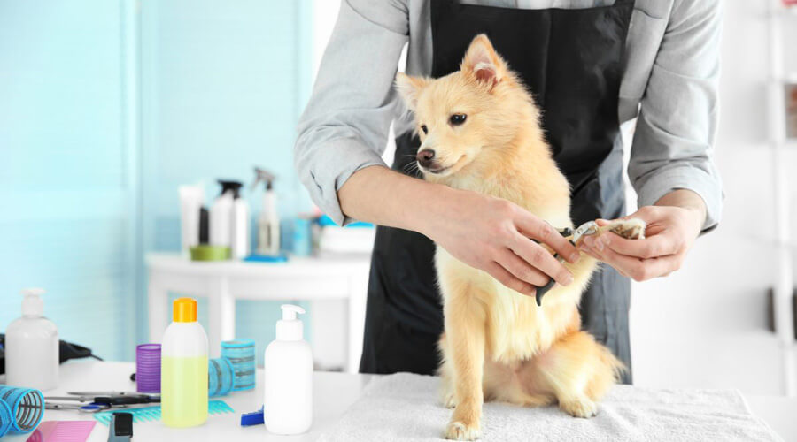 dog groomer avoiding dog grooming injuries