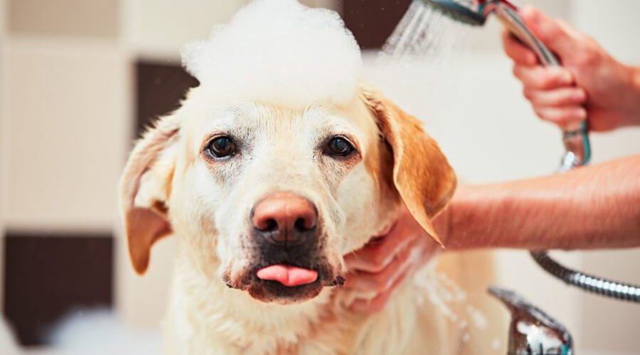 dog being groomed