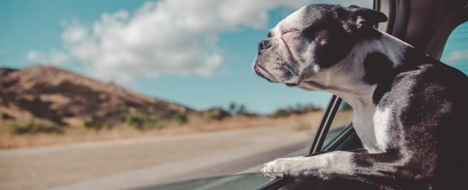 dog hanging head out car window | pet travel safety