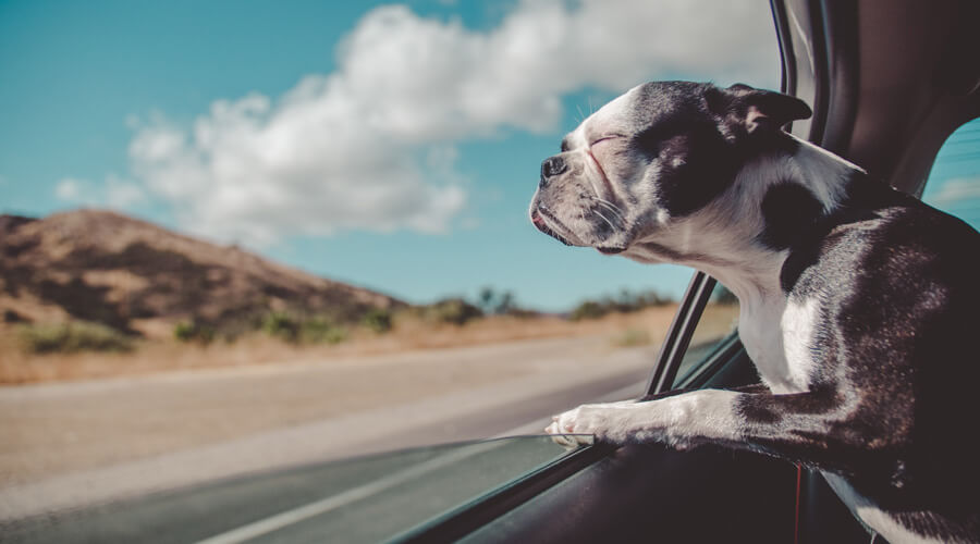 dog hanging head out car window | pet travel safety