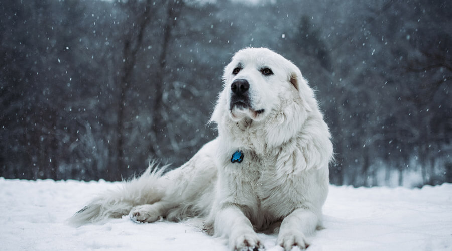 white dog outdoors in winter snow