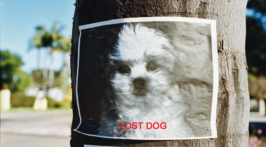 lost pet poster