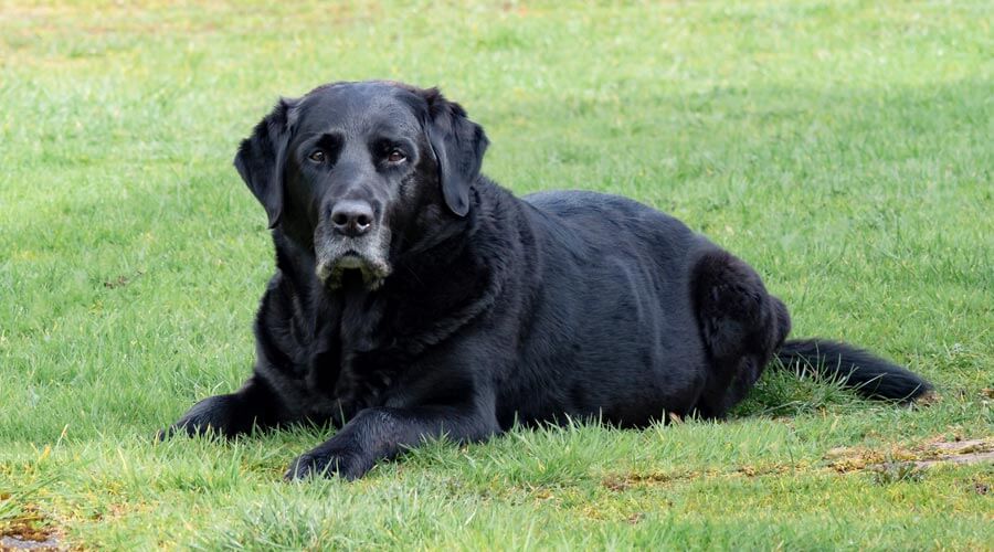 senior pets black labrador