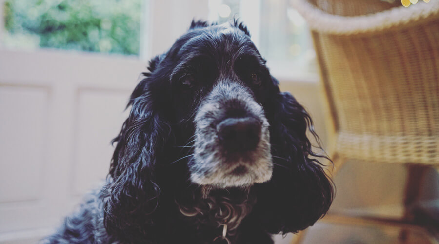 older black and white spaniel at home