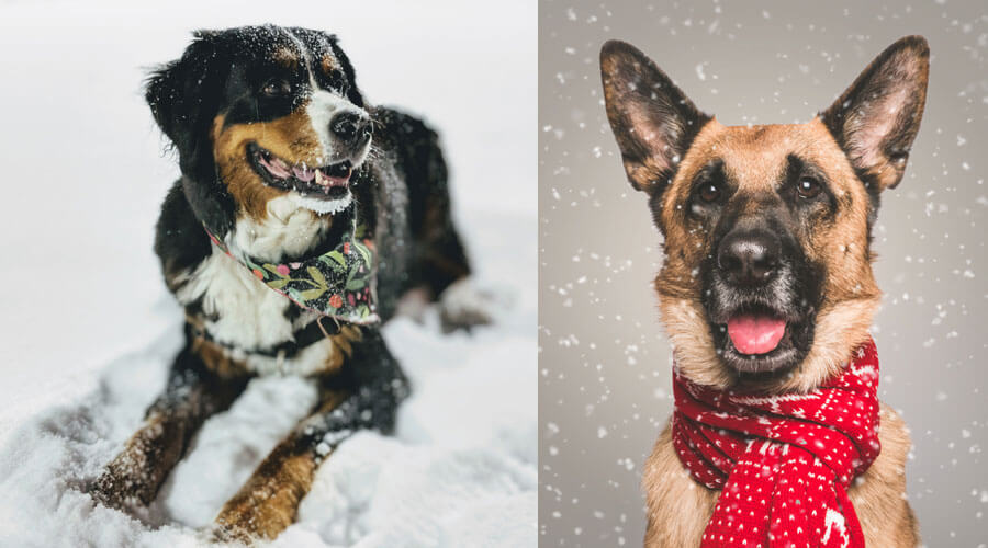 dog wearing scarf winter pet safety