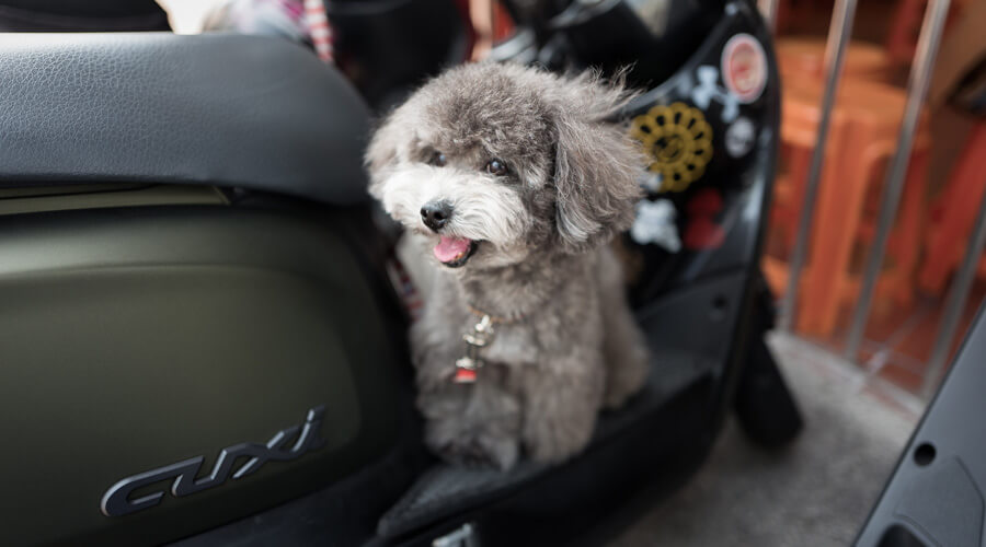 dog in car boot