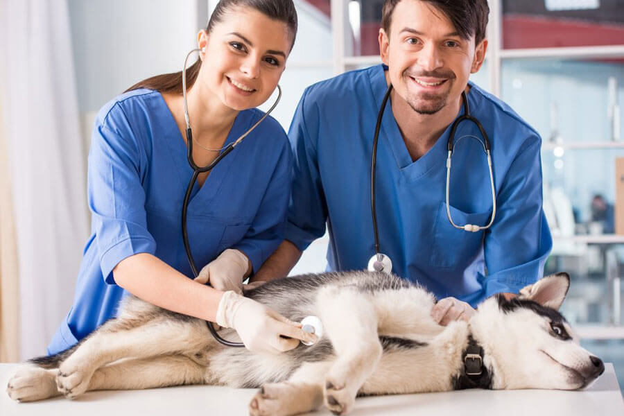 vet practice, work culture