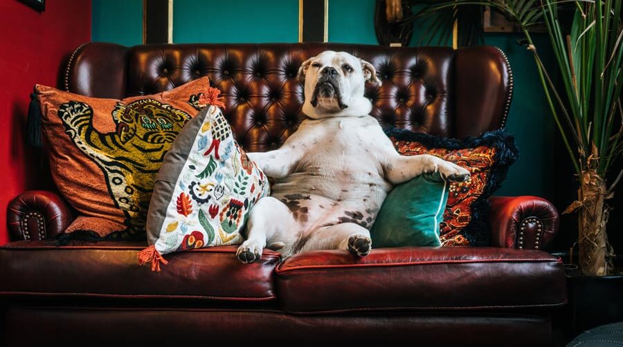 dog lounging on sofa