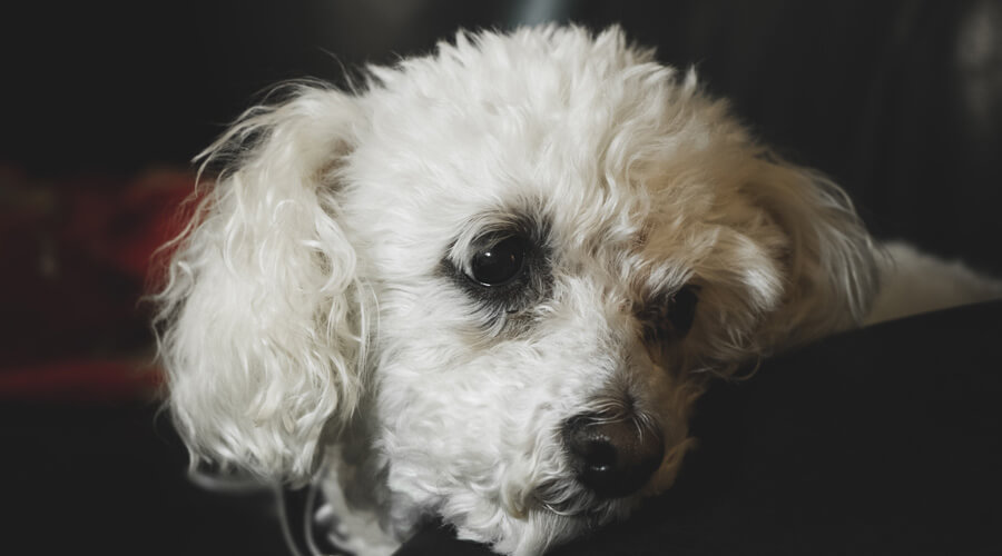 Bichon Frise cataracts in dogs