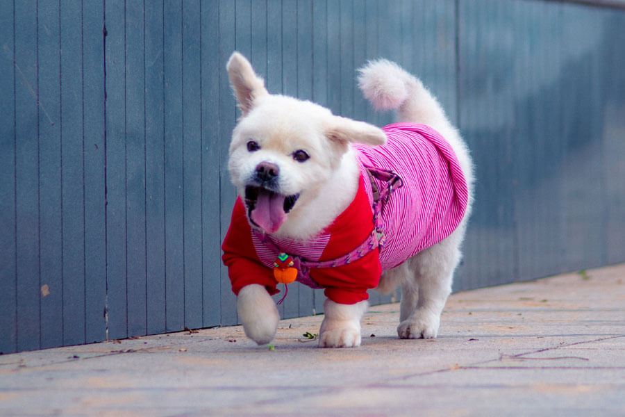 dog dressed in pink, branding tips