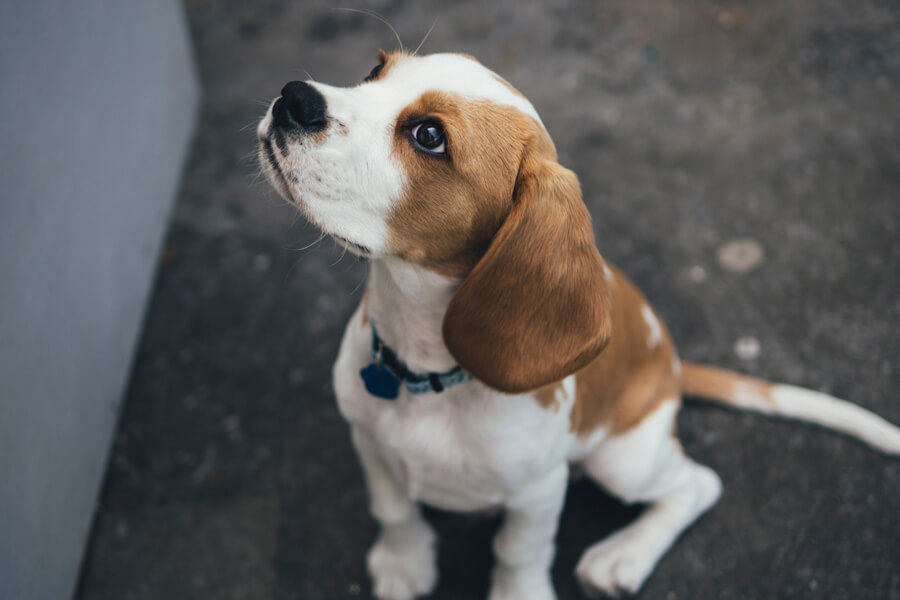 brown and white dog sitting