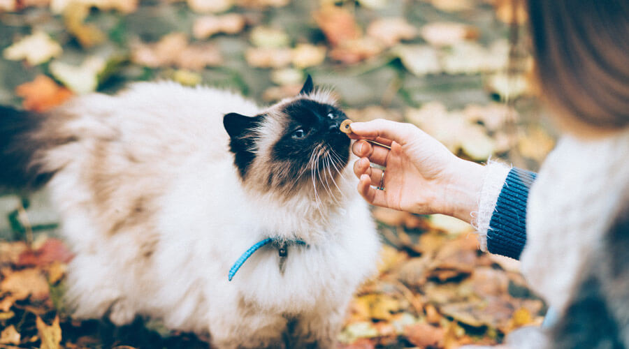 persian cat