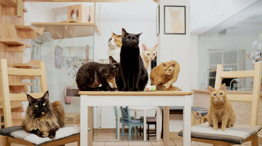 Cat cafe