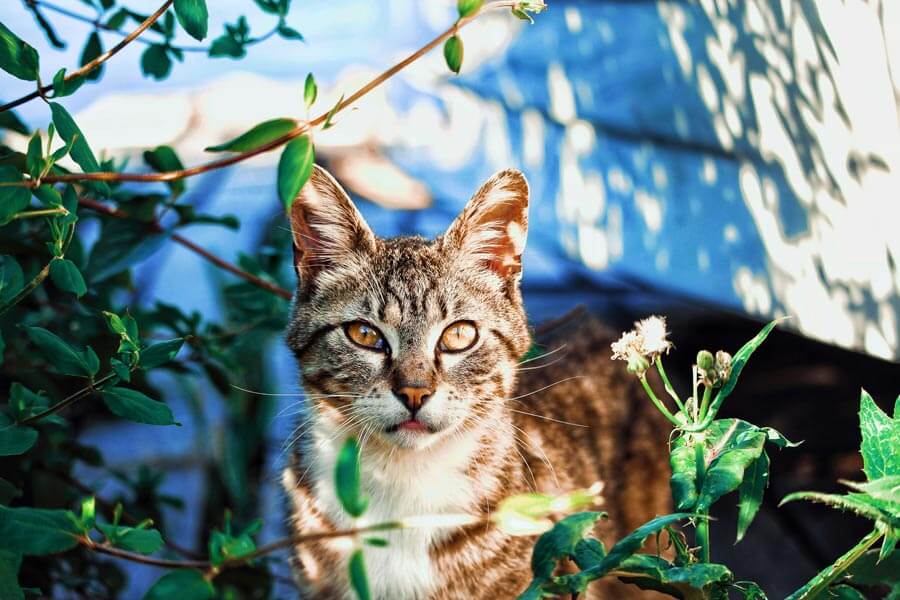 Cat in plants, hazards