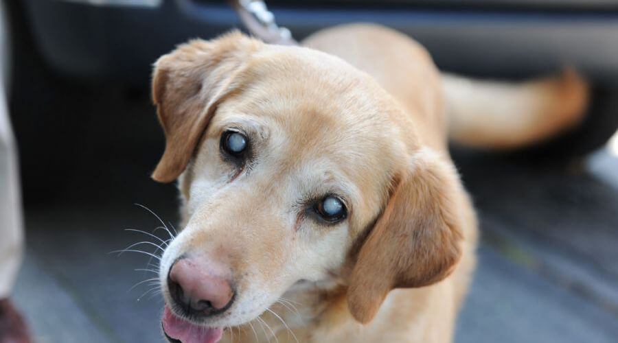 Labrador caring for a blind dog