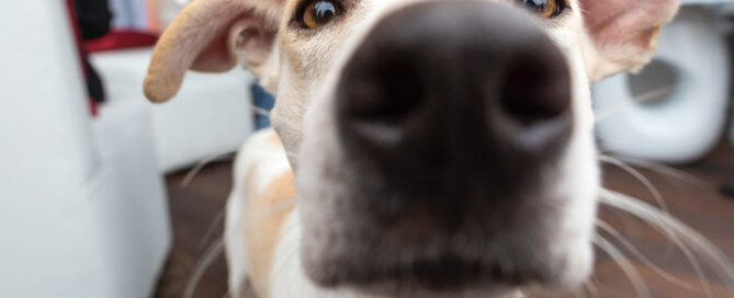 Close up of dog | International Dog Day