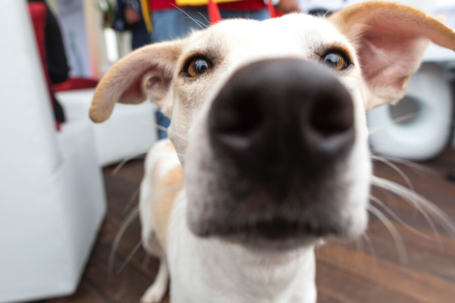 Close up of dog | International Dog Day