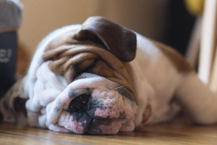 pet safe, dog lying on floor