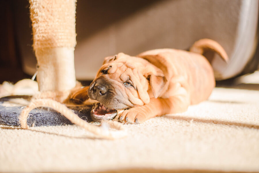 dog chewing cord on floor, pet hazards