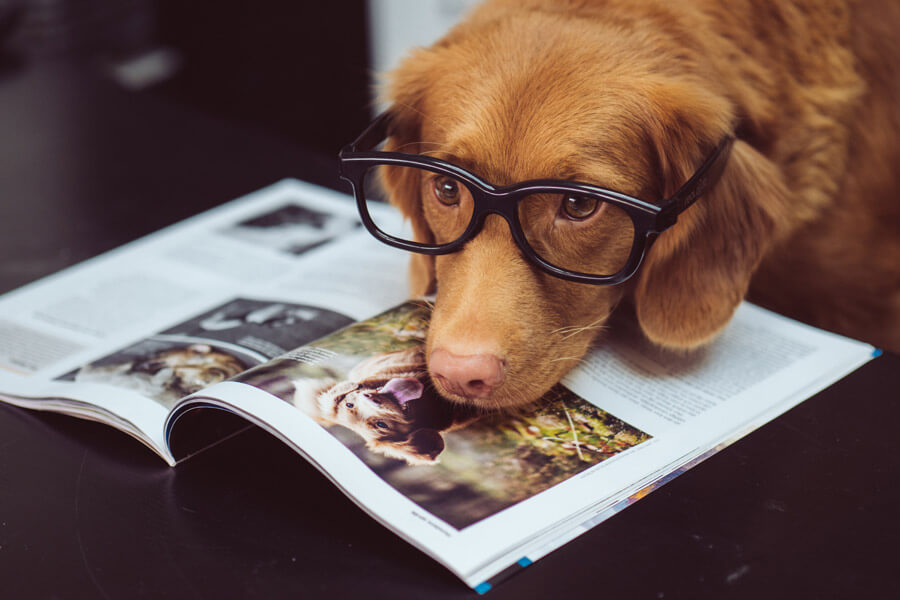 dog wearing reading glasses