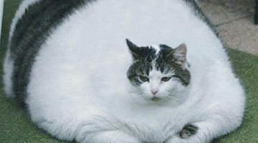 himmy heaviest cat