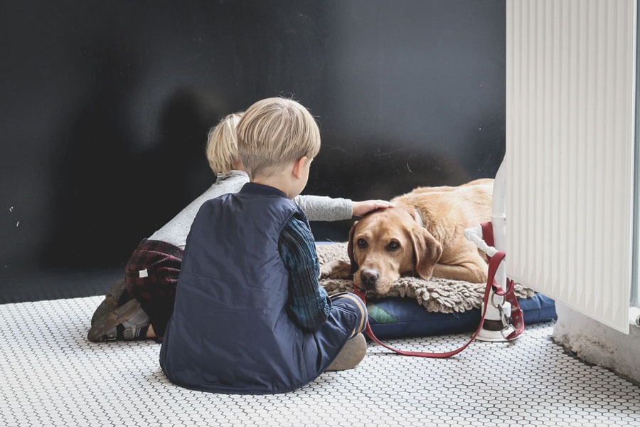 small children petting labrador