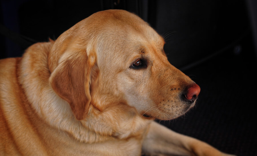 old dog, loss of a pet