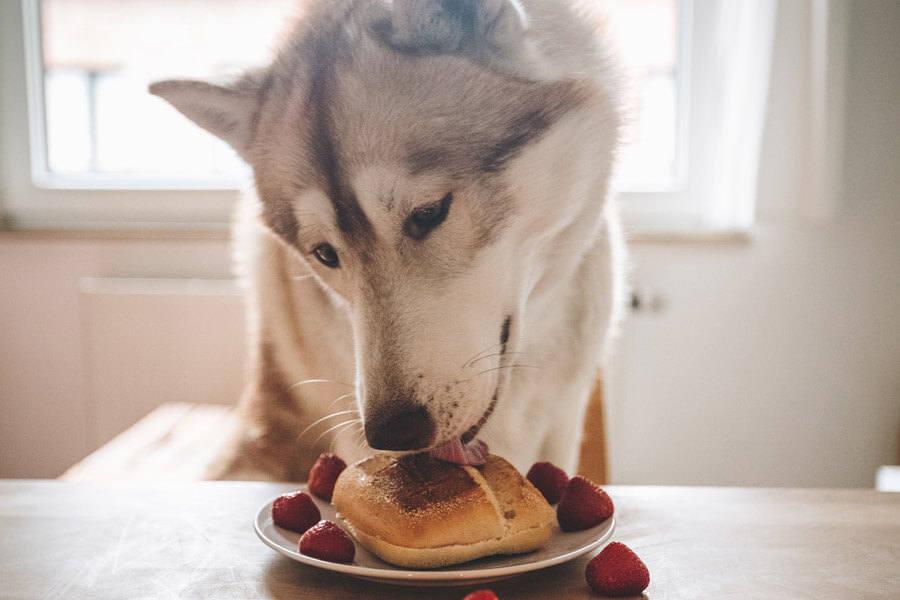 pet hazards, dog eating human food