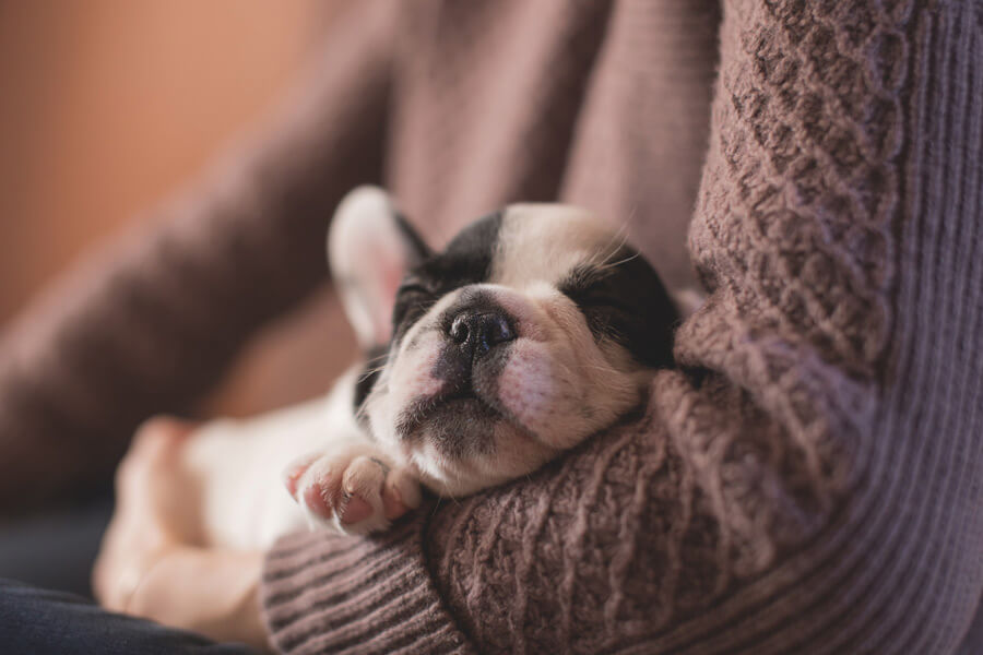 puppy in pet owners arms