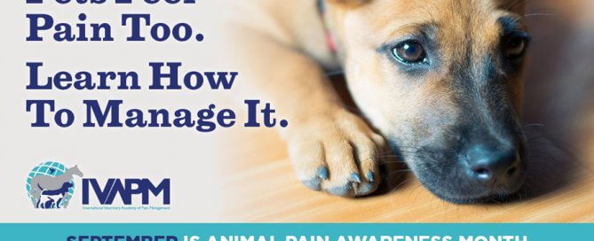 animal pain awareness month poster