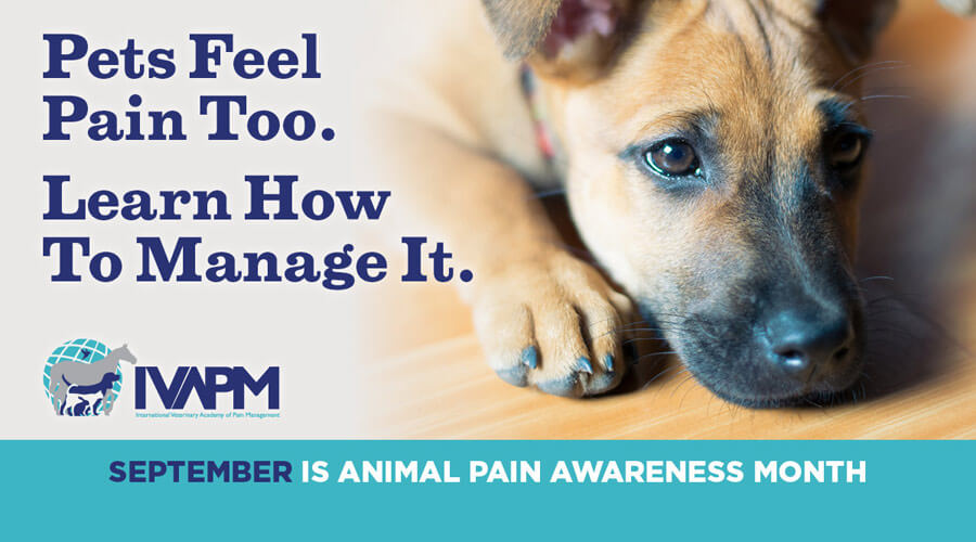 animal pain awareness month poster