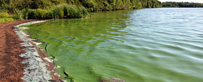 lake blue-green algae toxicity