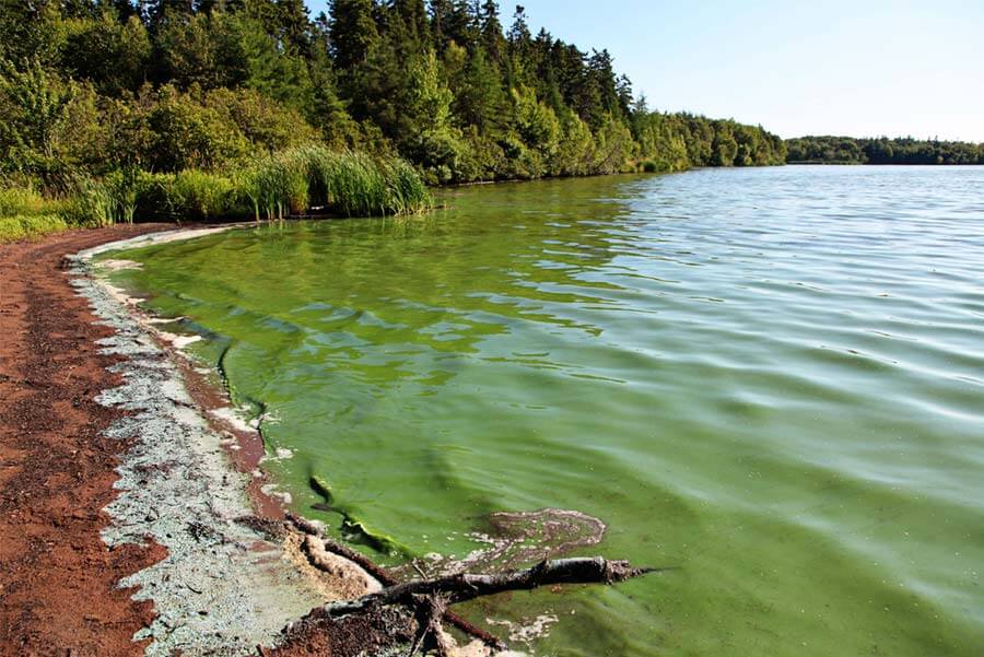 lake blue-green algae toxicity