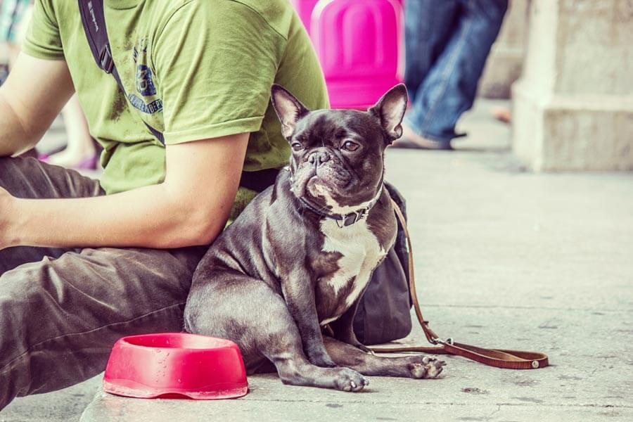 dog sat next to dog bowl, pet food