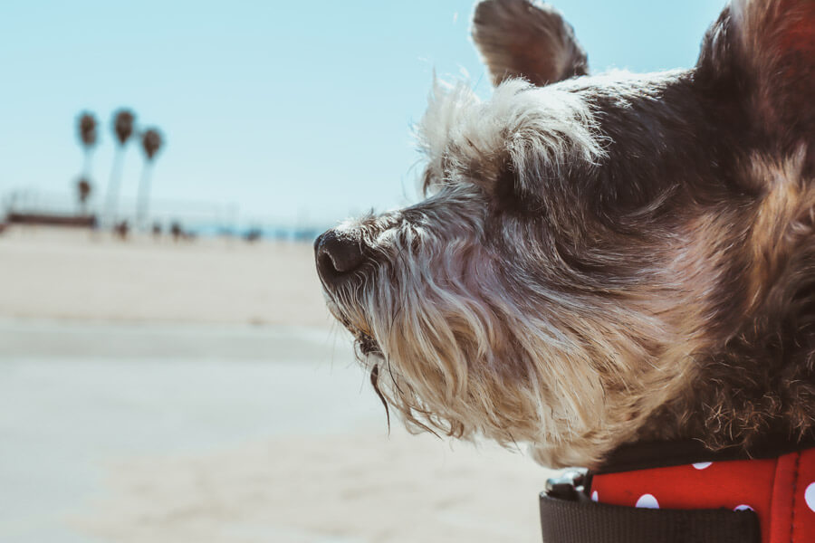 dog in the sun, skin cancer in dogs