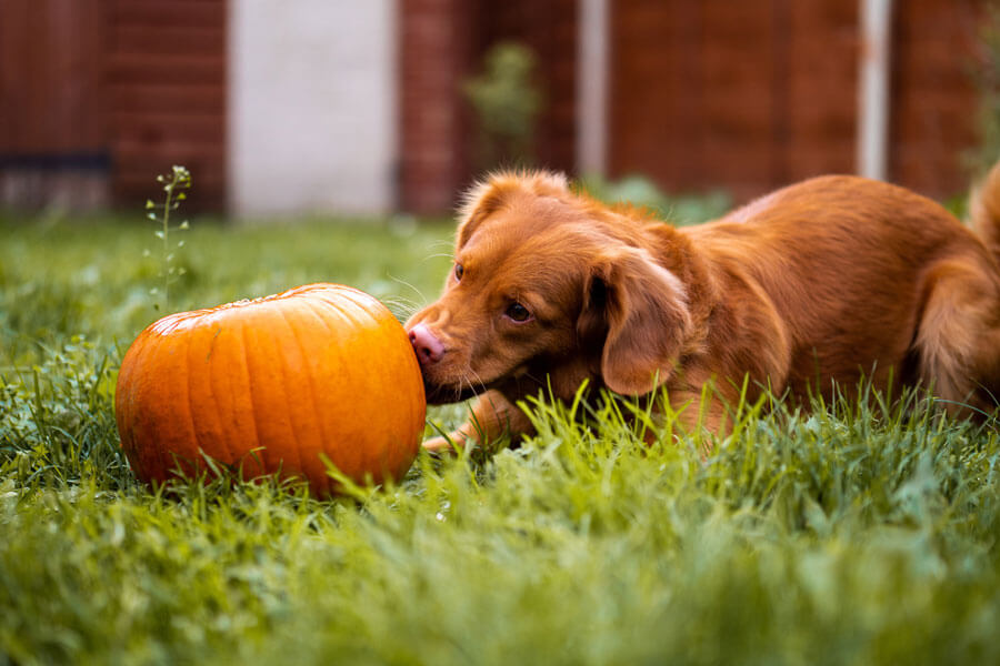 dog with pumpkin vegan pet food