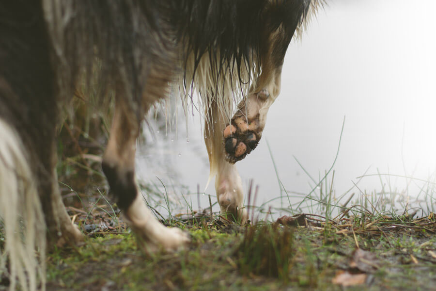 dog standing on side of lake