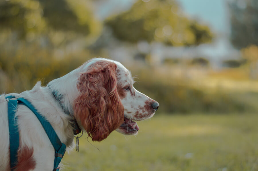 spaniel outdoors on grass