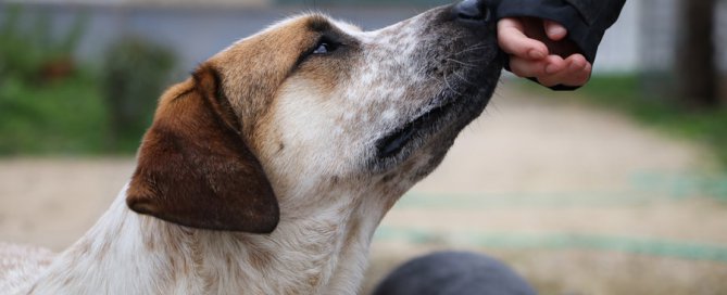 Dog sniffing human hand, trust