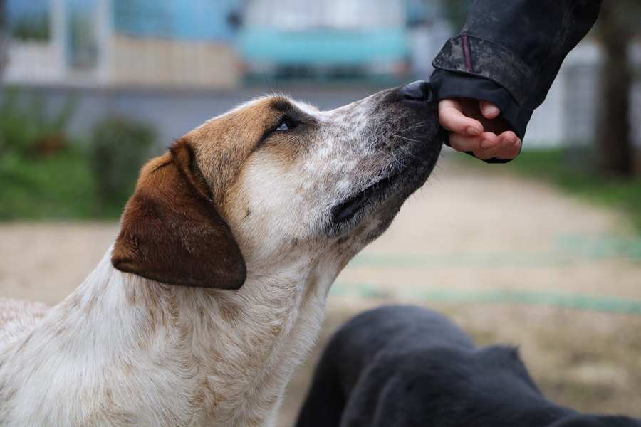 Dog sniffing human hand, trust