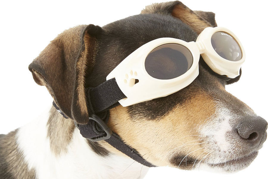 dog sunglasses, pet business
